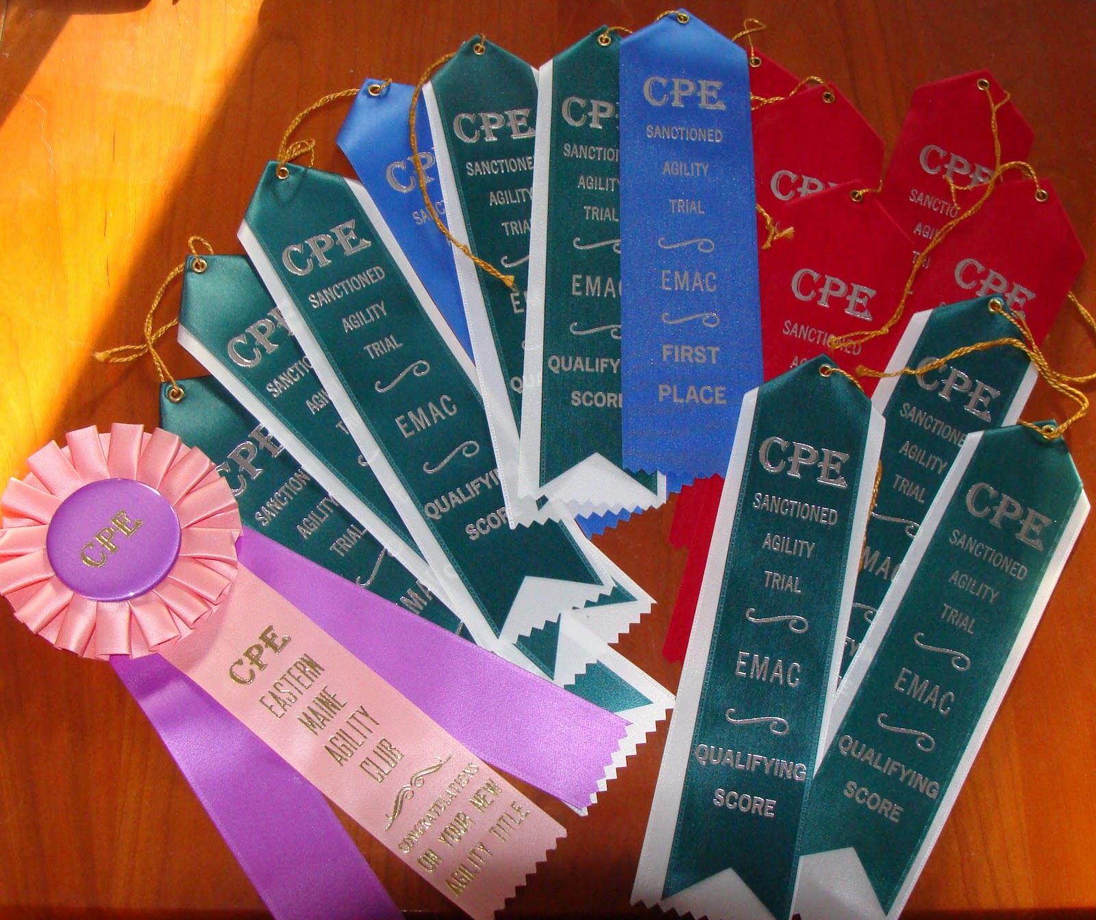 agility-trial-success-ireigold-golden-retrievers-new-outstanding-dam