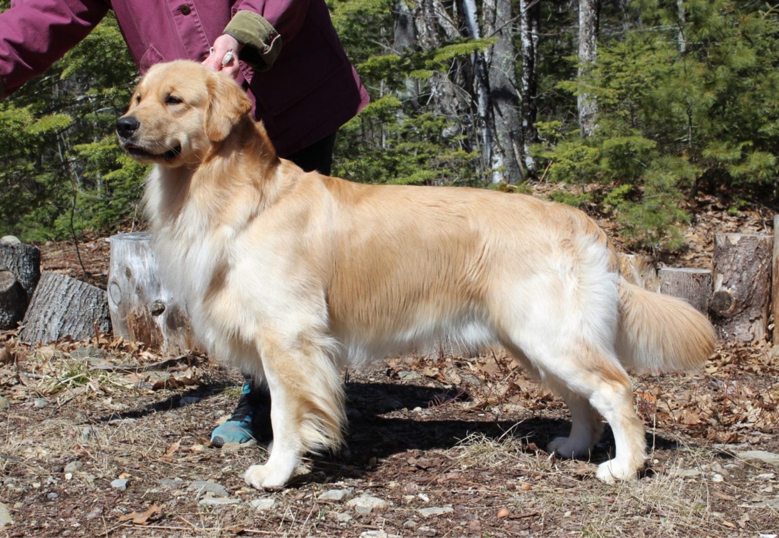 ireigold Golden Retrievers Spring 2025 Litter planned