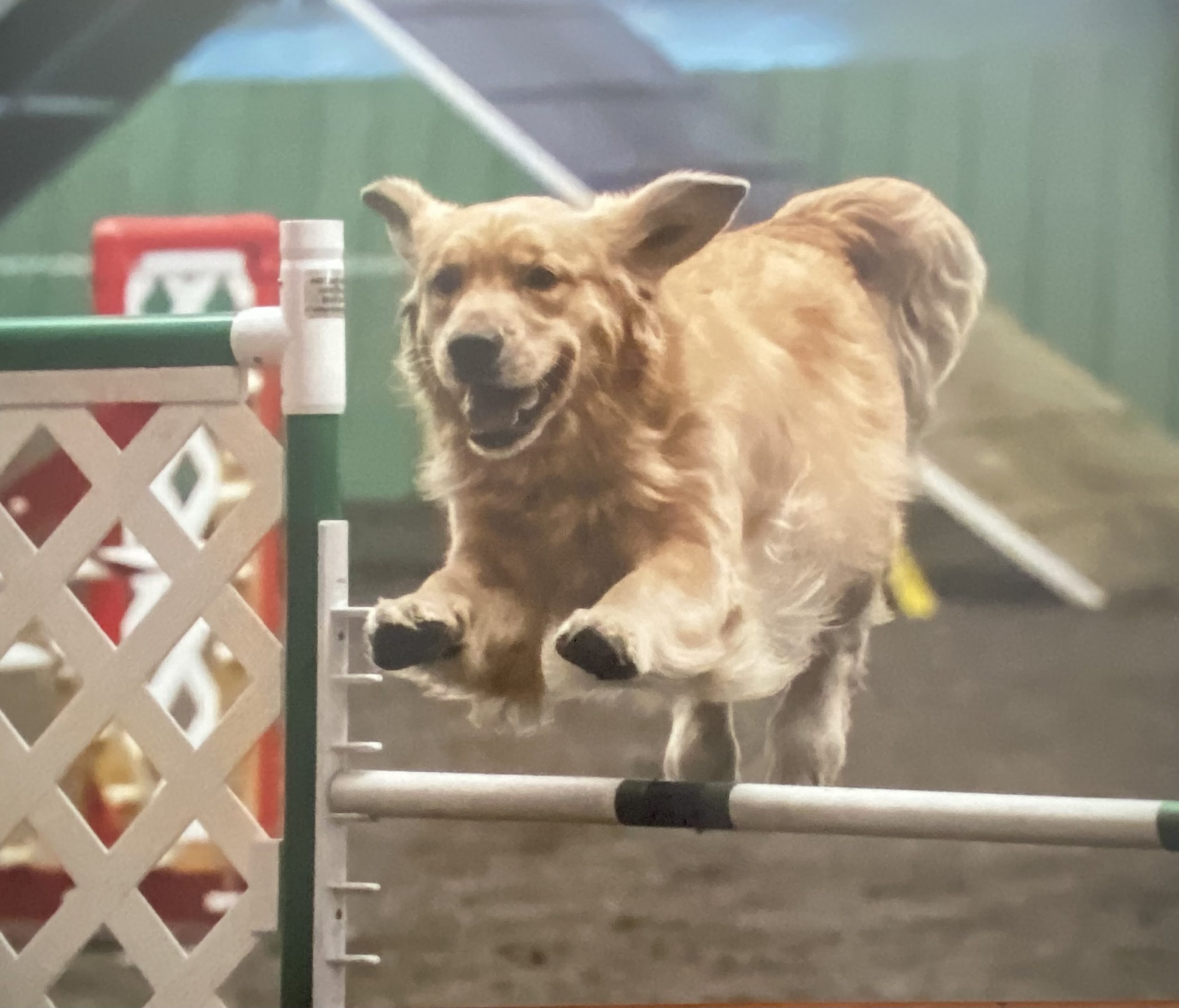 how is dog agility scored